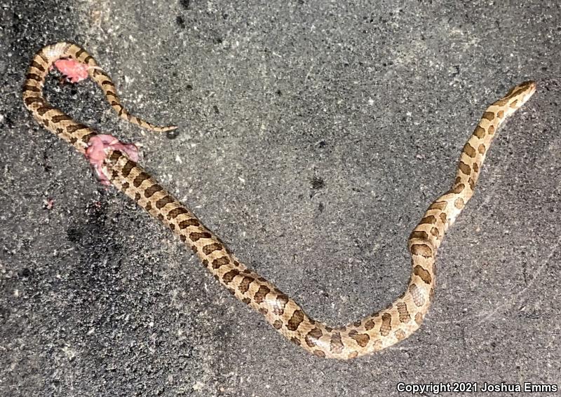 Prairie Kingsnake (Lampropeltis calligaster calligaster)