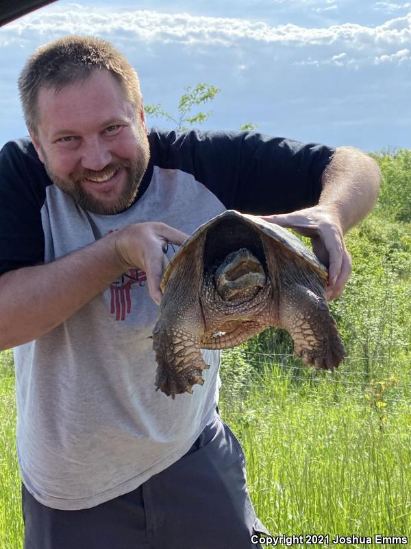 Eastern Snapping Turtle (Chelydra serpentina serpentina)