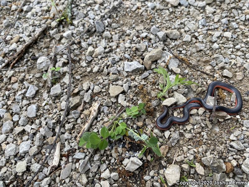 Midwestern Wormsnake (Carphophis amoenus helenae)