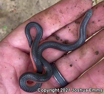 Midwestern Wormsnake (Carphophis amoenus helenae)