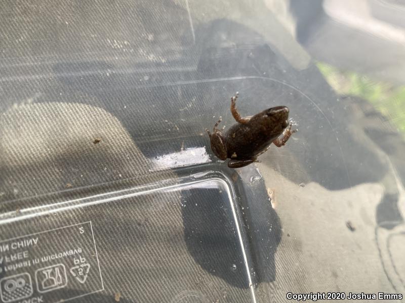 Western Narrow-mouthed Toad (Gastrophryne olivacea olivacea)