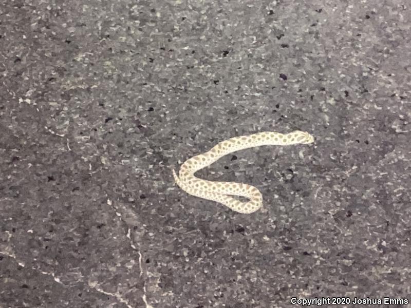 Plains Hog-nosed Snake (Heterodon nasicus)