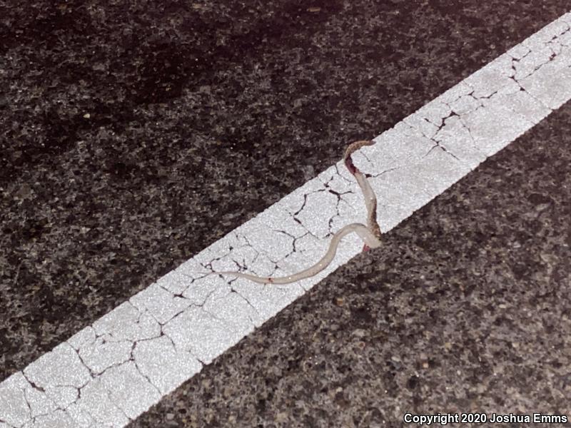 Painted Desert Glossy Snake (Arizona elegans philipi)