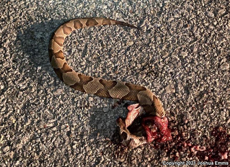 Osage Copperhead (Agkistrodon contortrix phaeogaster)