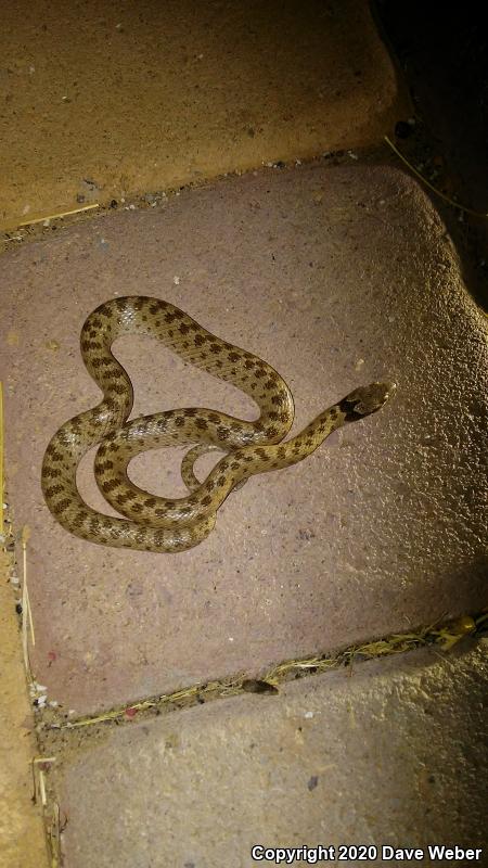 Sonoran Nightsnake (Hypsiglena chlorophaea chlorophaea)