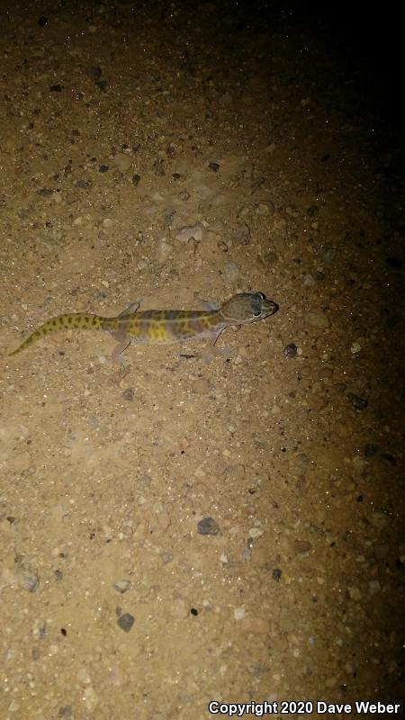 Desert Banded Gecko (Coleonyx variegatus variegatus)