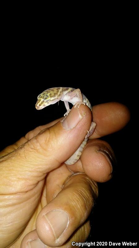 Western Banded Gecko (Coleonyx variegatus)