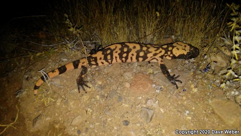 Banded Gila Monster (Heloderma suspectum cinctum)