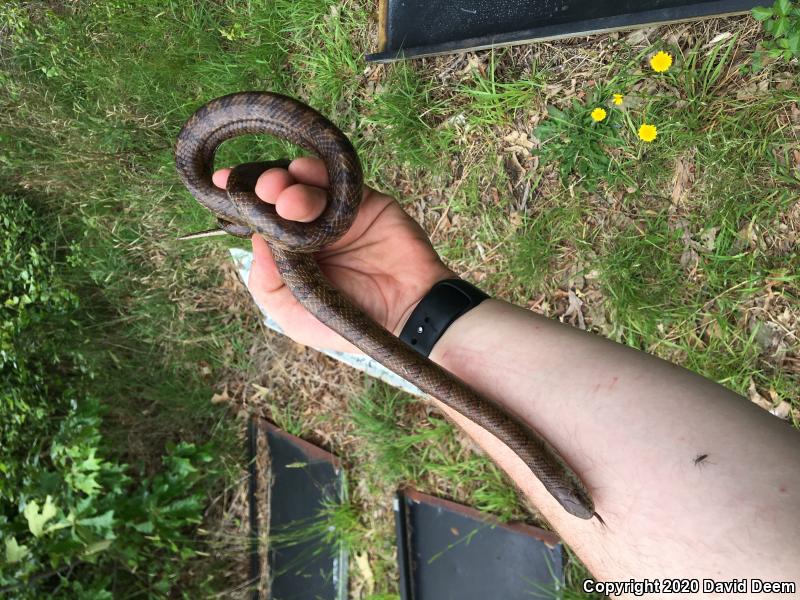 Mole Kingsnake (Lampropeltis calligaster rhombomaculata)