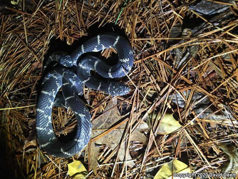 Eastern Kingsnake (Lampropeltis getula getula)