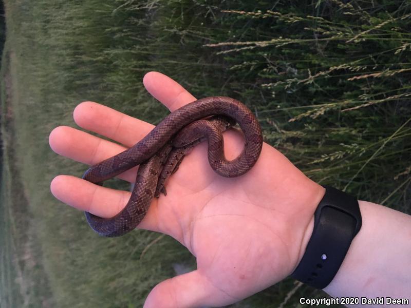 Mole Kingsnake (Lampropeltis calligaster rhombomaculata)