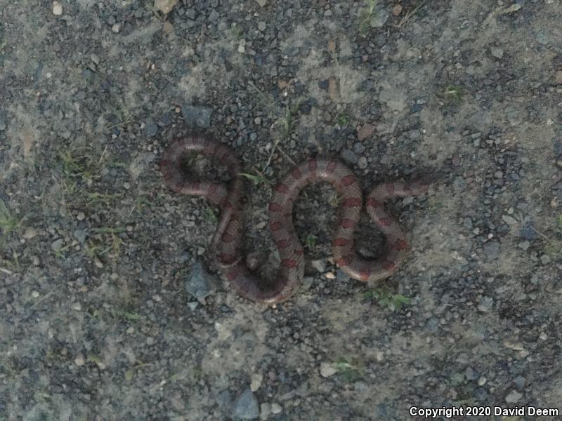 Mole Kingsnake (Lampropeltis calligaster rhombomaculata)