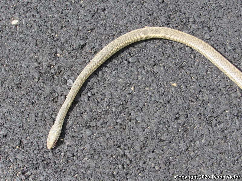 Desert Striped Whipsnake (Coluber taeniatus taeniatus)