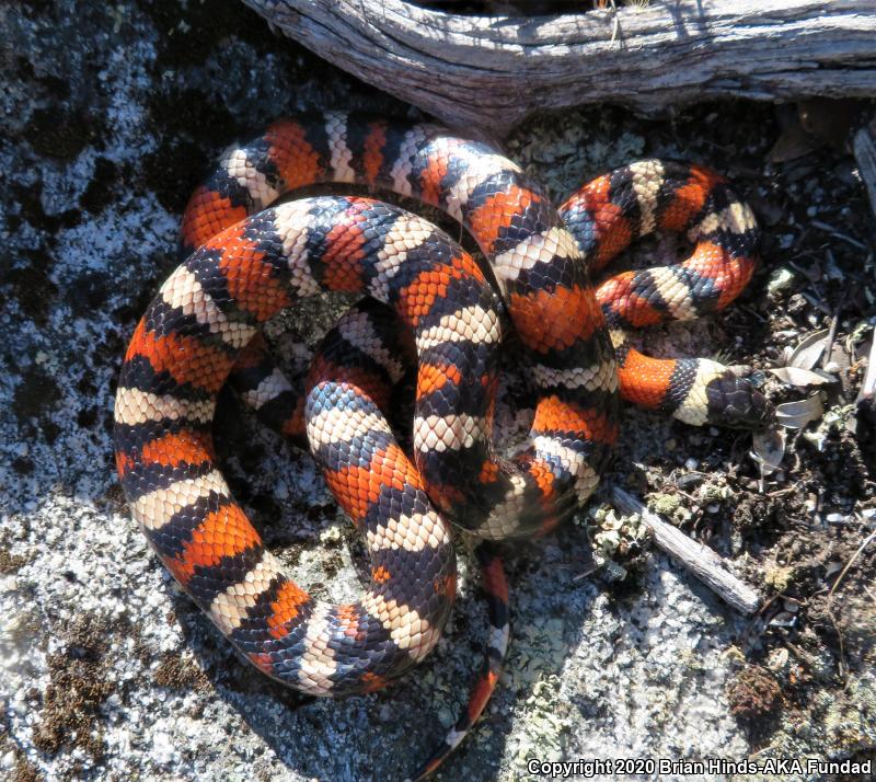 Sierra Mountain Kingsnake (Lampropeltis zonata multicincta)