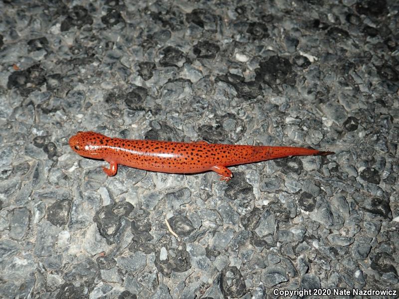 Northern Red Salamander (Pseudotriton ruber ruber)