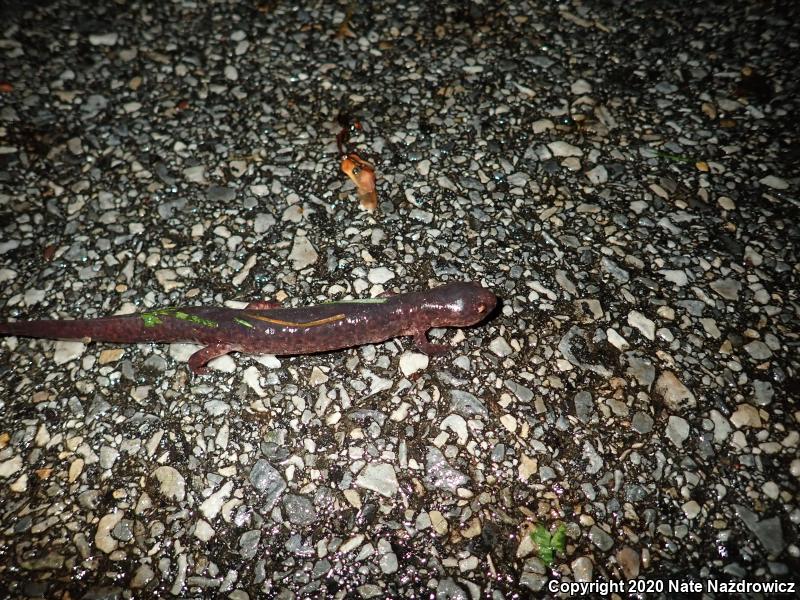 Northern Red Salamander (Pseudotriton ruber ruber)