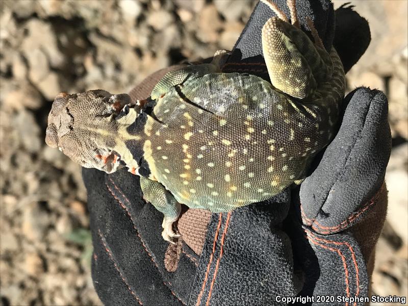 Eastern Collared Lizard (Crotaphytus collaris)