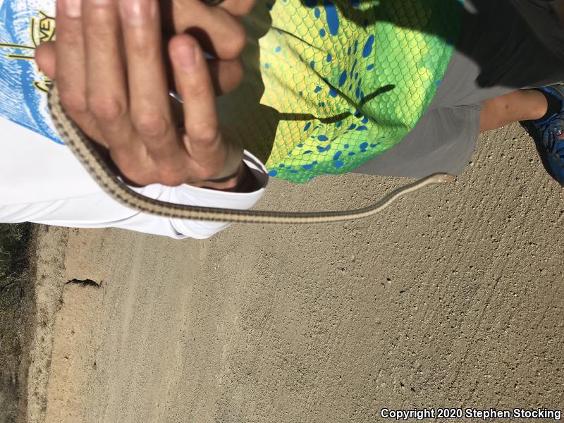 Mojave Patch-nosed Snake (Salvadora hexalepis mojavensis)