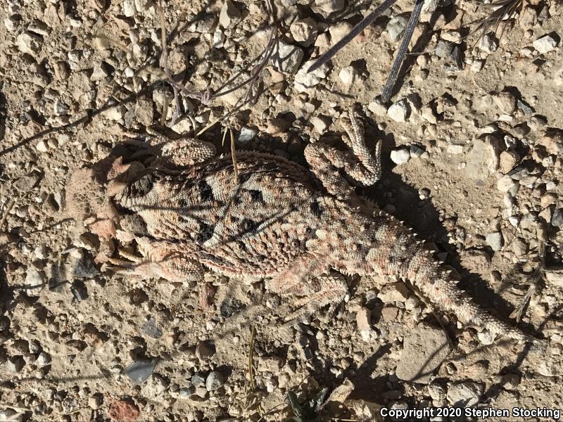 Southern Desert Horned Lizard (Phrynosoma platyrhinos calidiarum)