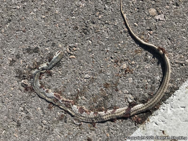 Mojave Patch-nosed Snake (Salvadora hexalepis mojavensis)