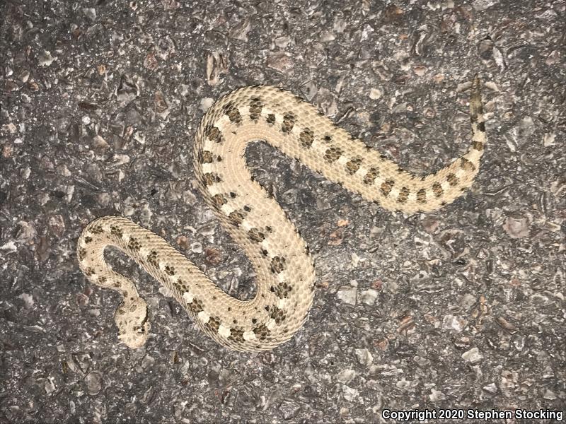 Mojave Desert Sidewinder (Crotalus cerastes cerastes)