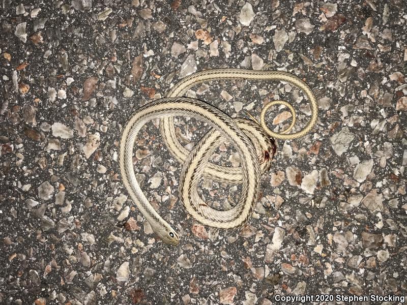 Mojave Patch-nosed Snake (Salvadora hexalepis mojavensis)