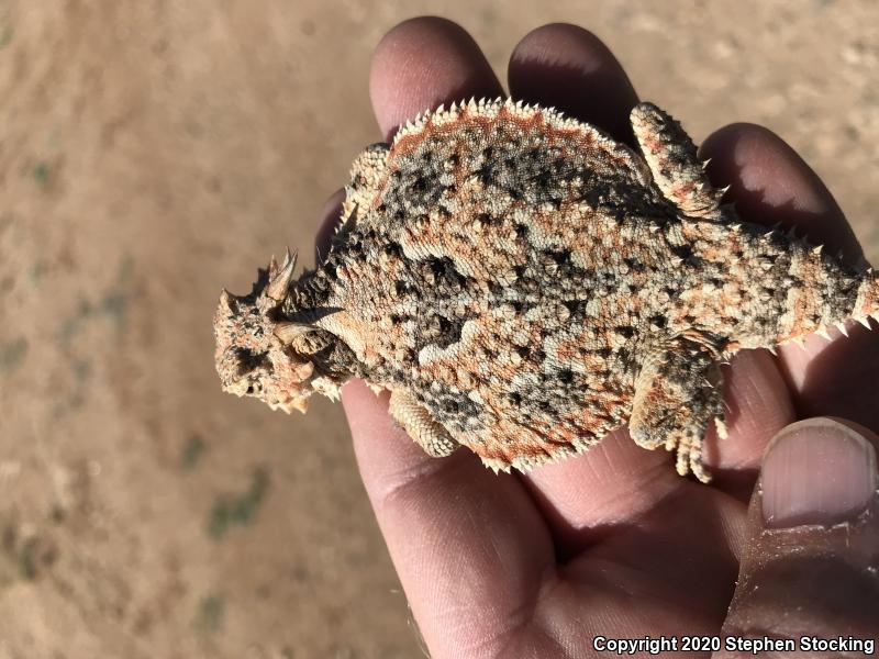 Southern Desert Horned Lizard (Phrynosoma platyrhinos calidiarum)