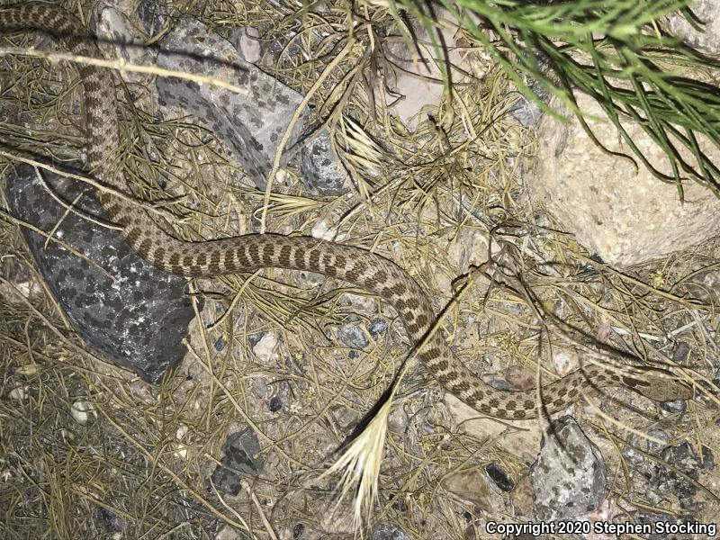 Desert Nightsnake (Hypsiglena chlorophaea deserticola)