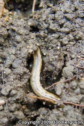 Northern Two-lined Salamander (Eurycea bislineata)