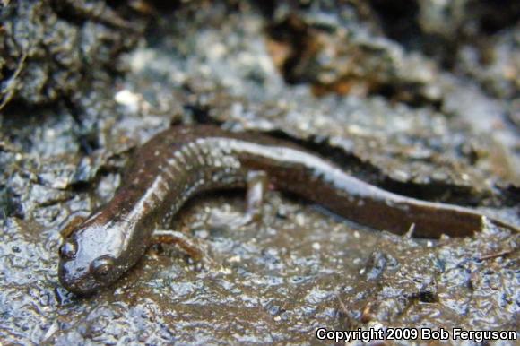 Northern Dusky Salamander (Desmognathus fuscus)