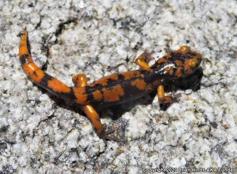 Sierra Nevada Ensatina (Ensatina eschscholtzii platensis)