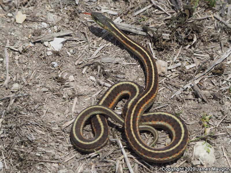 Coast Gartersnake (Thamnophis elegans terrestris)