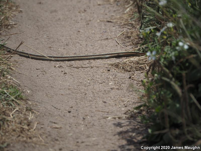 Coast Gartersnake (Thamnophis elegans terrestris)