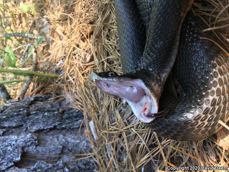 Eastern Hog-nosed Snake (Heterodon platirhinos)