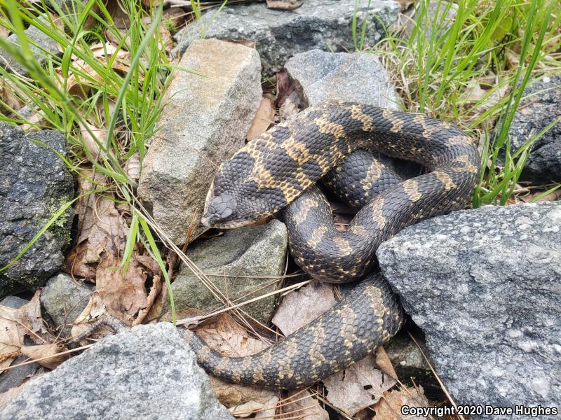 Eastern Hog-nosed Snake (Heterodon platirhinos)