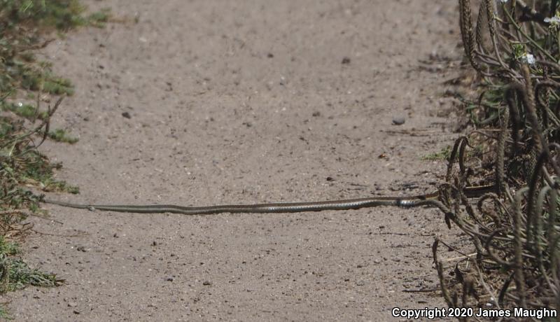 Coast Gartersnake (Thamnophis elegans terrestris)