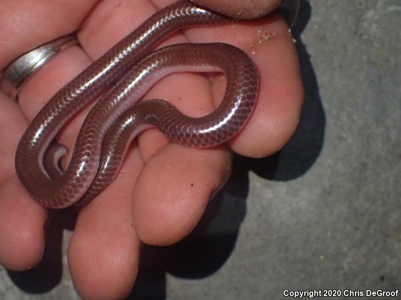 SouthWestern Threadsnake (Leptotyphlops humilis humilis)