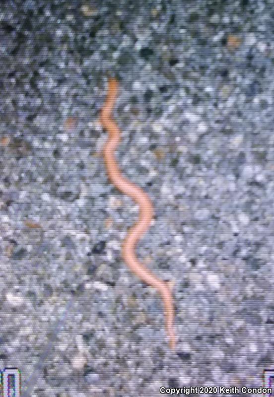 Northern Rubber Boa (Charina bottae)