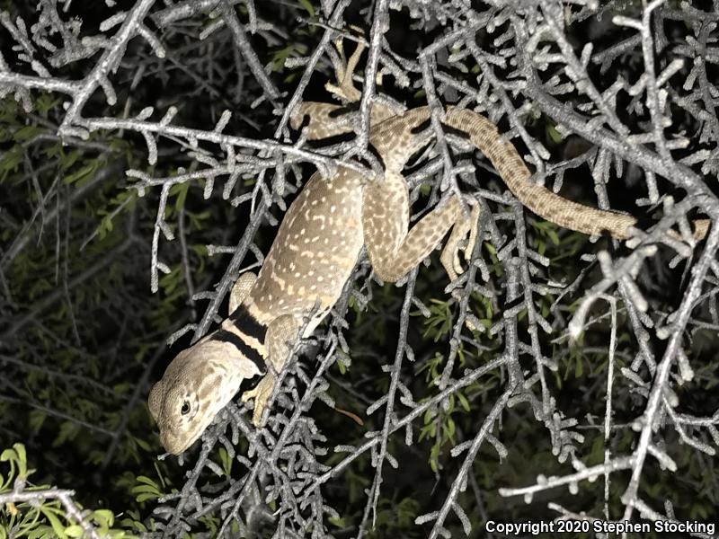 Great Basin Collared Lizard (Crotaphytus bicinctores)