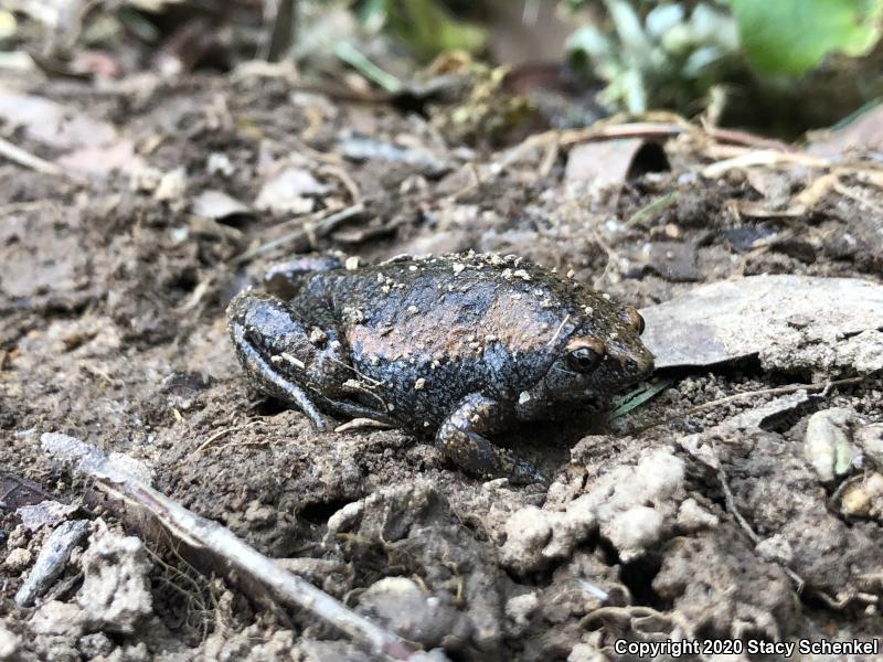 Eastern Narrow-mouthed Toad (Gastrophryne carolinensis)