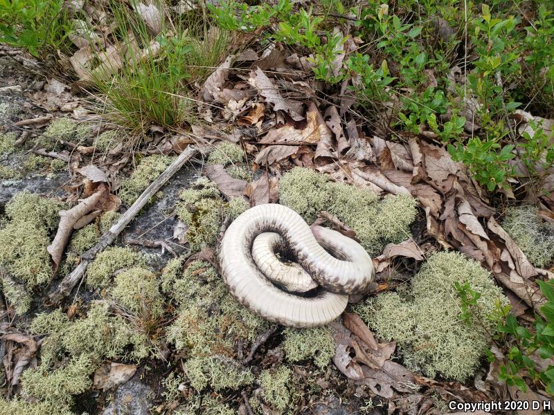 Eastern Hog-nosed Snake (Heterodon platirhinos)