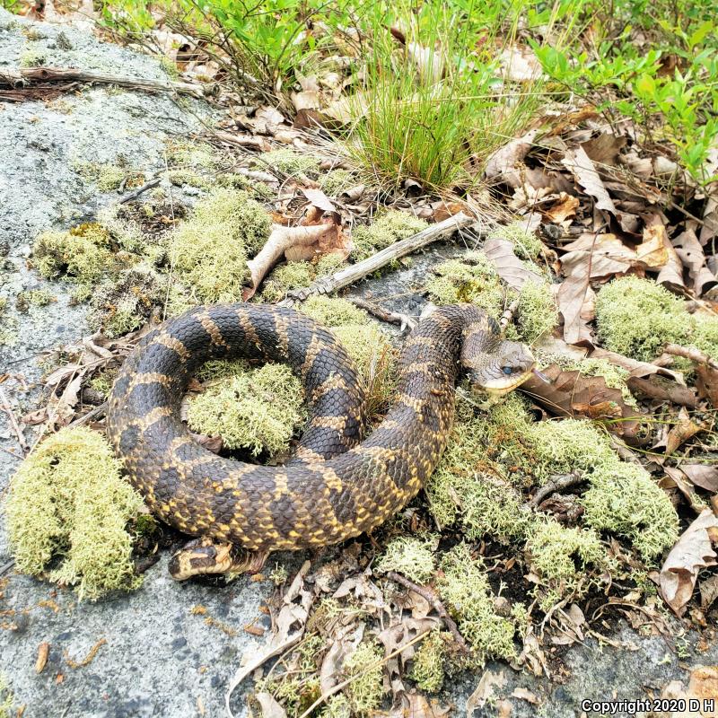 Eastern Hog-nosed Snake (Heterodon platirhinos)