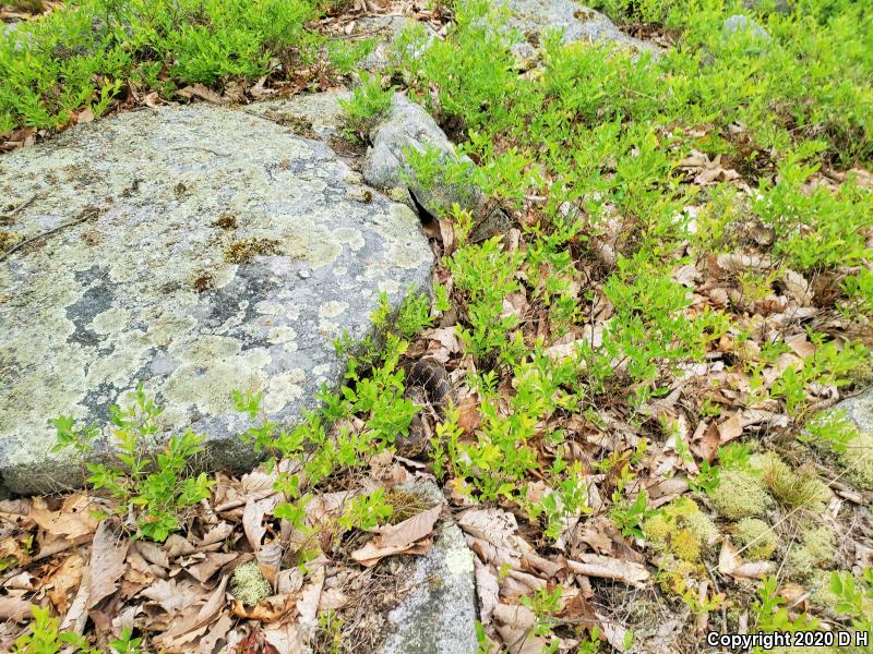 Eastern Hog-nosed Snake (Heterodon platirhinos)