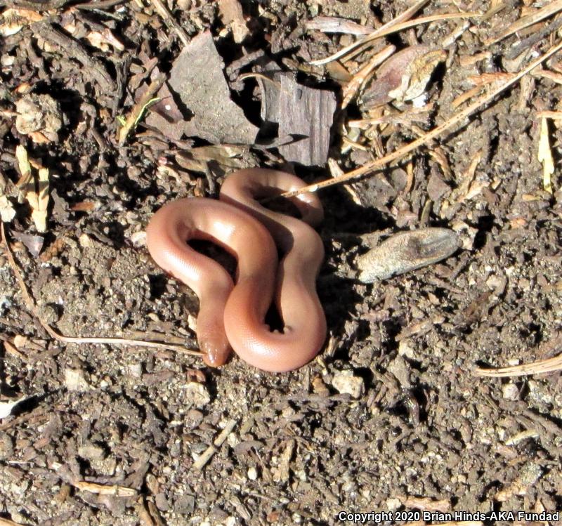 Northern Rubber Boa (Charina bottae)