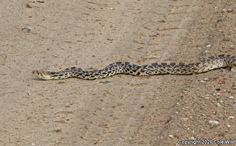 Bullsnake (Pituophis catenifer sayi)