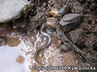 Northern Two-lined Salamander (Eurycea bislineata)