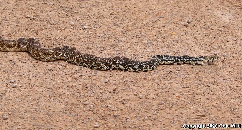 Bullsnake (Pituophis catenifer sayi)