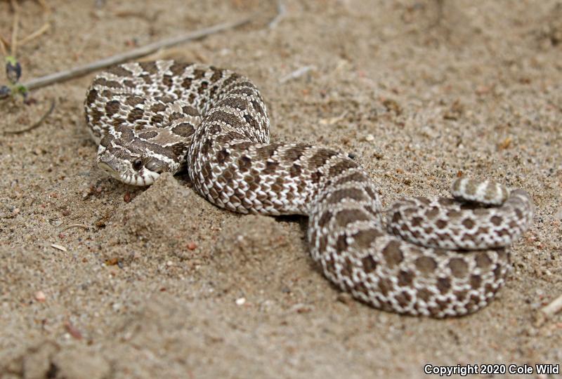 Plains Hog-nosed Snake (Heterodon nasicus)