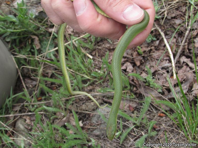 Western Smooth Greensnake (Opheodrys vernalis blanchardi)