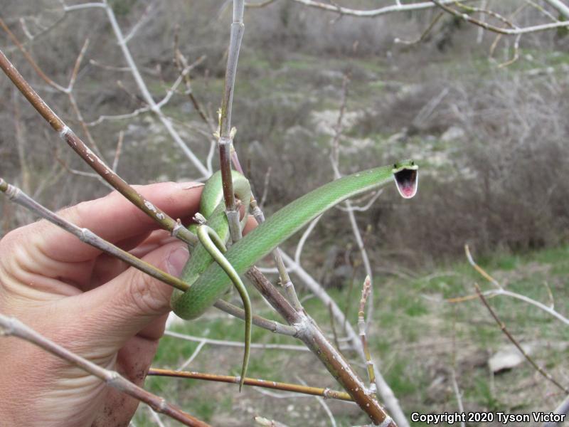 Western Smooth Greensnake (Opheodrys vernalis blanchardi)